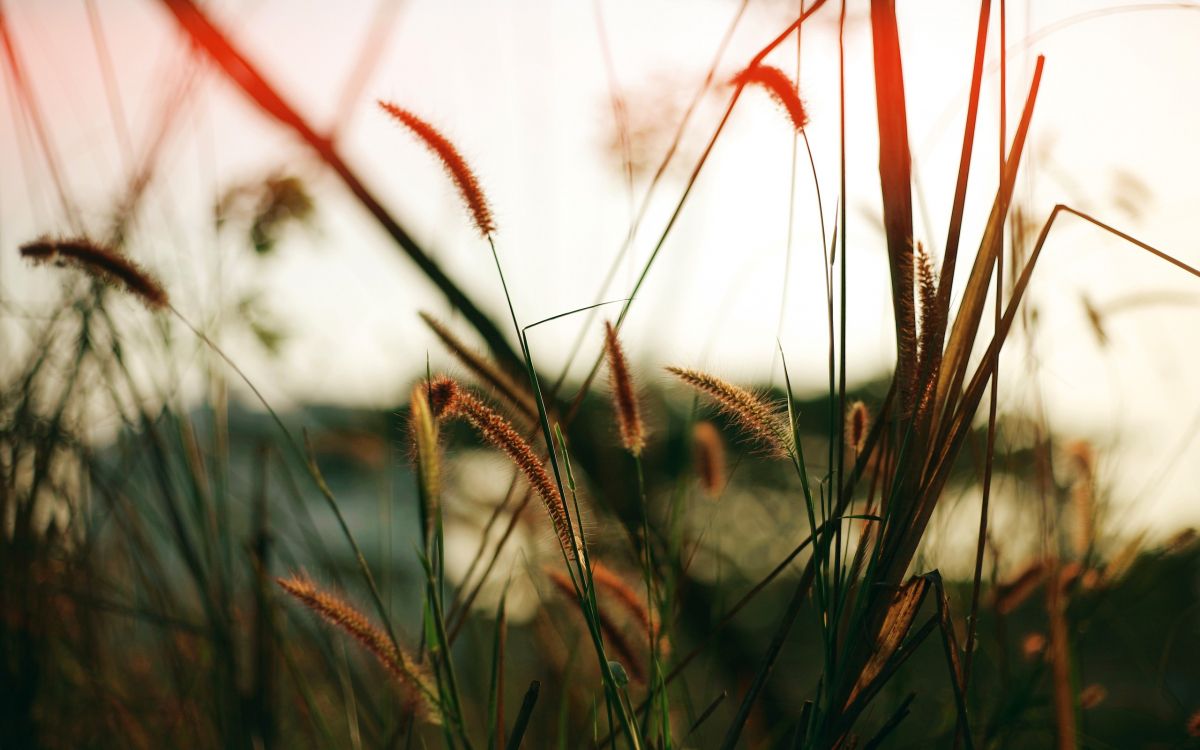 orange and green grass in tilt shift lens