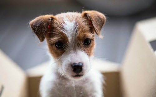 Image dog, jack russell terrier, puppy, border collie, terrier