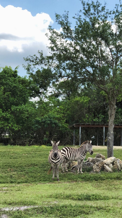 Image grassland, plant community, biology, science, zebra