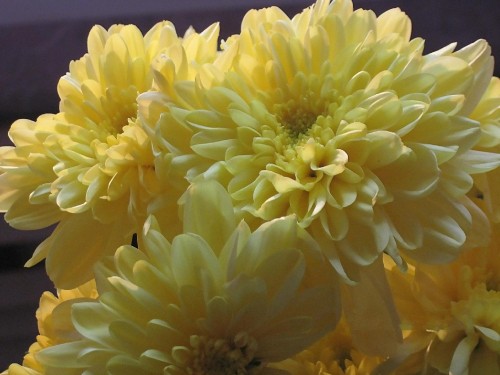 Image yellow flower in macro lens