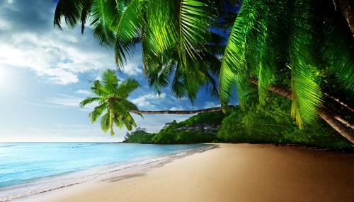 Image green palm tree on beach shore during daytime