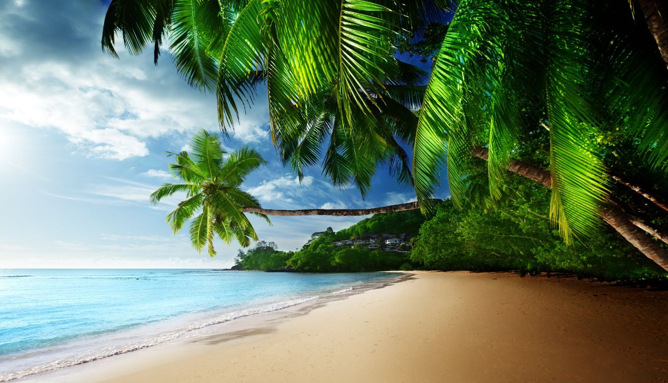 Wallpaper Green Palm Tree on Beach Shore During Daytime, Background ...