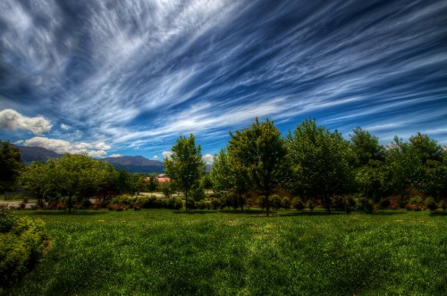 Image green grass field with trees under blue sky and white clouds during daytime