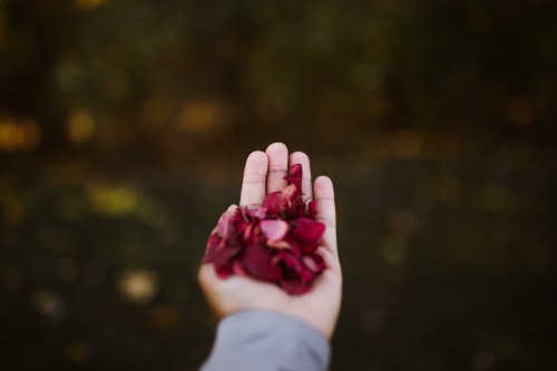 Image person holding pink petals during daytime