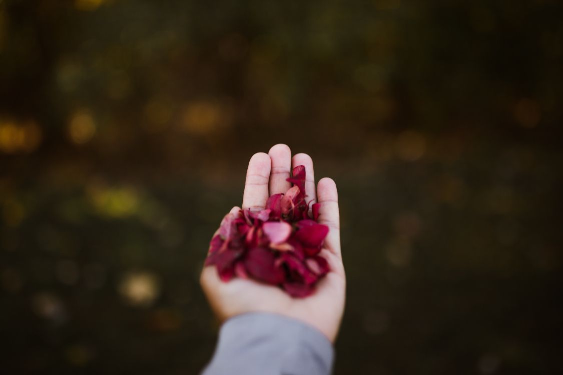 person holding pink petals during daytime