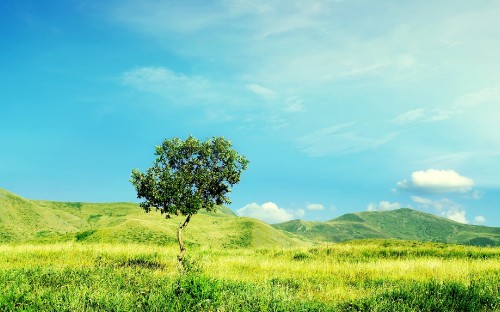 Image green grass field with green tree under blue sky during daytime