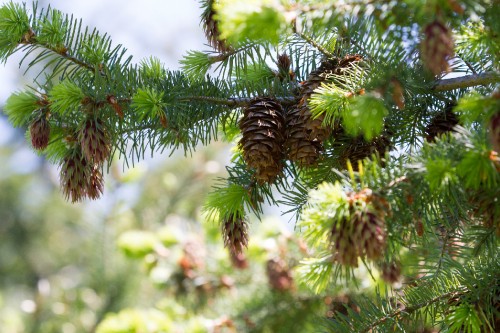 Image green pine tree during daytime