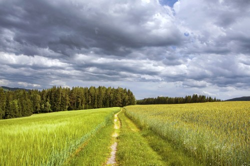 Image green grass field under cloudy sky during daytime