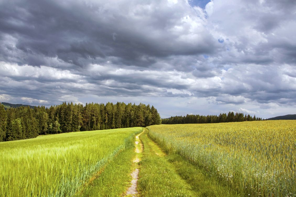 green grass field under cloudy sky during daytime