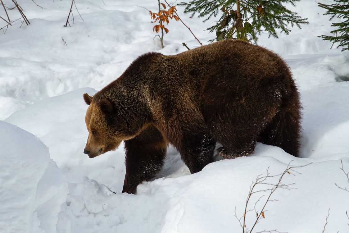 L'ours Brun, Grizzli, Ours Kodiak, Neige, Carnivores. Wallpaper in 4724x3150 Resolution