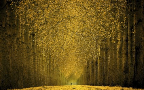 Image yellow leaf trees during daytime