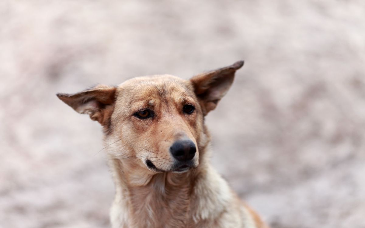 Brauner Kurzhaariger Hund Auf Grauem Sand Tagsüber. Wallpaper in 2560x1600 Resolution