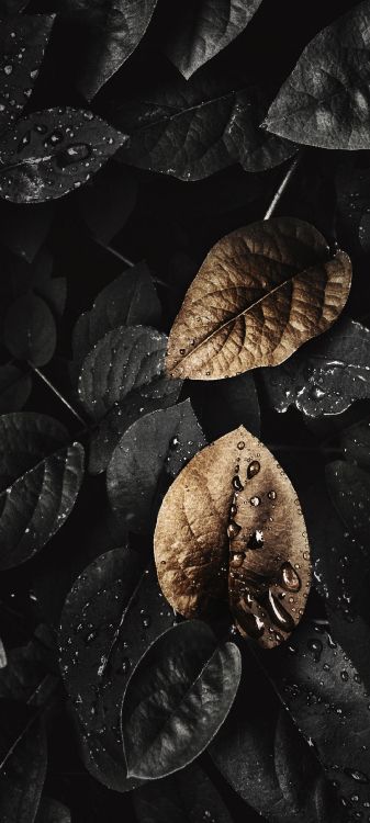 Leaf, Plant, Black, Water, Black and White. Wallpaper in 1080x2400 Resolution