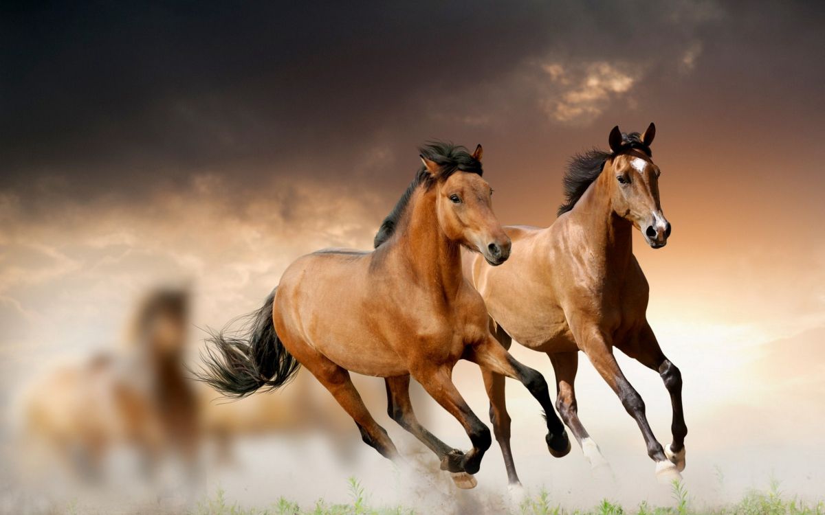 brown horse running on green grass field