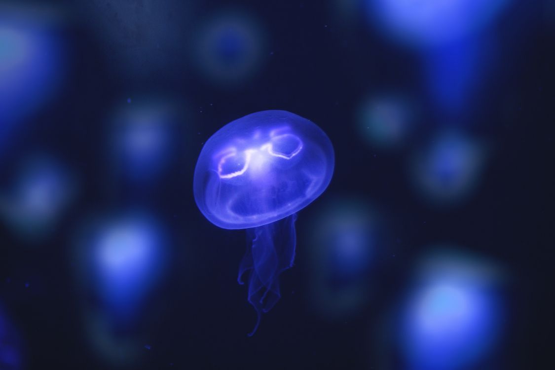 blue and white jellyfish illustration