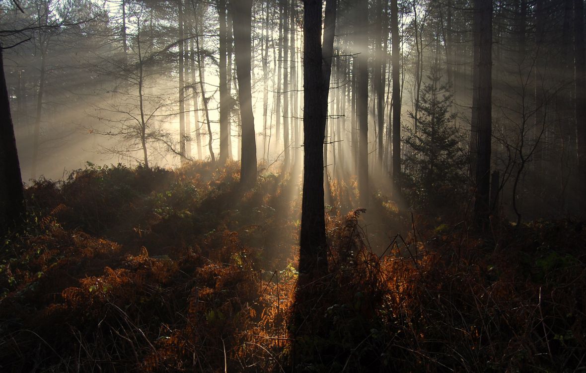 Arbres Bruns et Herbe Verte Pendant la Journée. Wallpaper in 1920x1220 Resolution