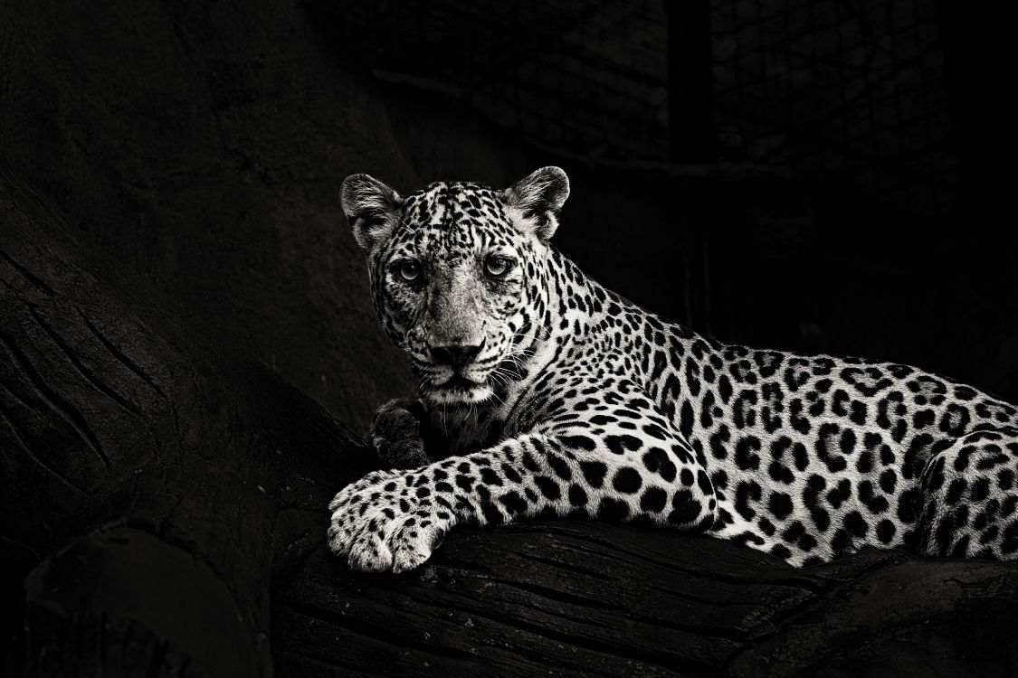 Leopardo, Acostado, En, Superficie de Madera. Wallpaper in 5184x3456 Resolution