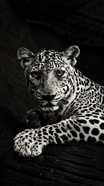 Image leopard lying on wooden surface