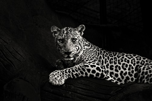 Image leopard lying on wooden surface