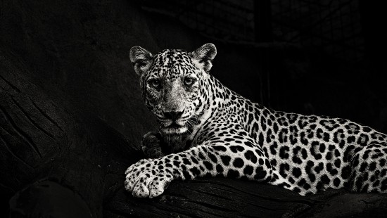 Image leopard lying on wooden surface