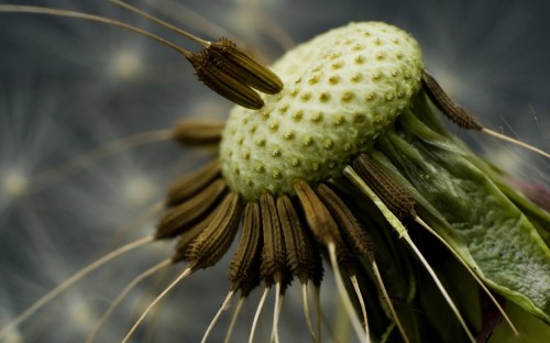 Image green and white flower bud