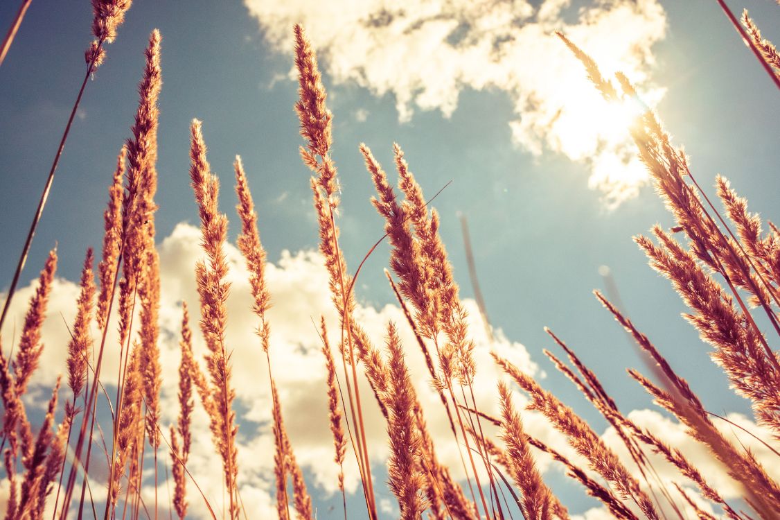 brown wheat under white clouds and blue sky during daytime