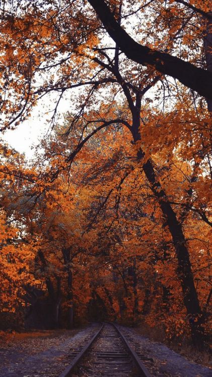 Natur, Eriwan, Damaksnis, Herbst, Maple Leaf. Wallpaper in 607x1080 Resolution