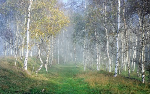 Image green grass field with trees covered with fog