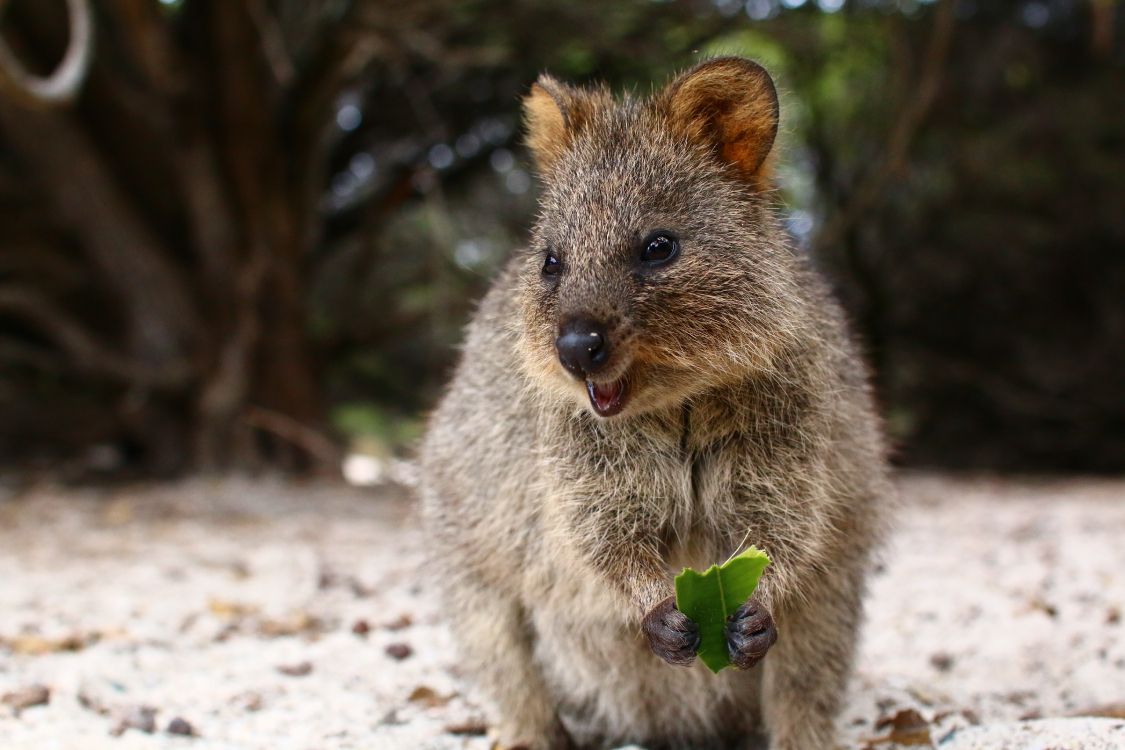 Quokka, la Gentillesse, Pour Les Animaux Terrestres, Marsupial, Moustache. Wallpaper in 5472x3648 Resolution