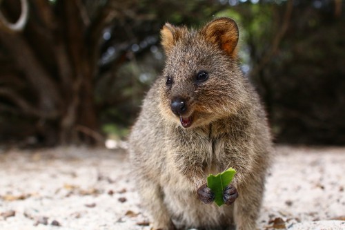 Image Quokka, cuteness, wildlife, terrestrial animal, marsupial