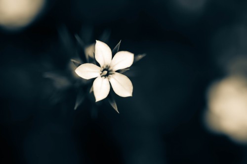 Image white 5 petaled flower in bloom