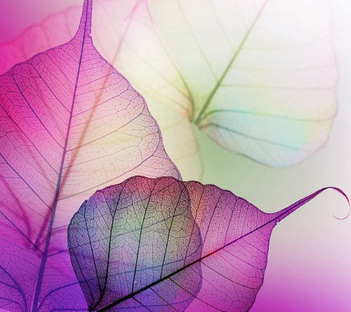 Image purple and white leaf illustration