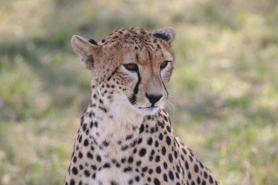 Cheetah on Green Grass Field During Daytime. Wallpaper in 3456x2304 Resolution