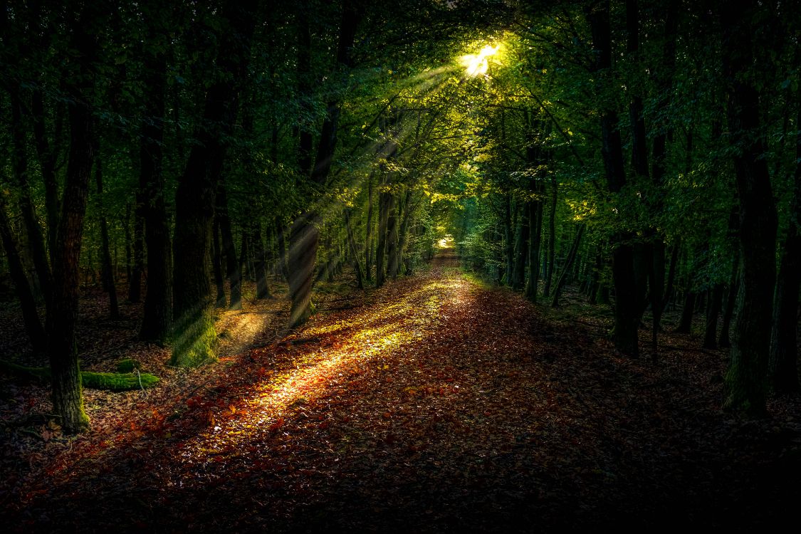 Chemin Forestier, Forêt, Damaksnis, Lumière de Rue, L'éclairage Automobile. Wallpaper in 6000x4000 Resolution