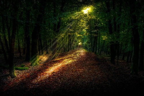 Image forest path, forest, damaksnis, plant, street light