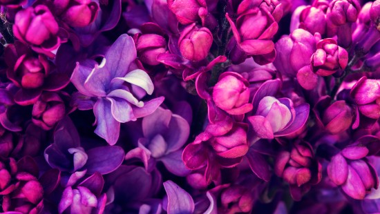 Image purple flowers in macro shot