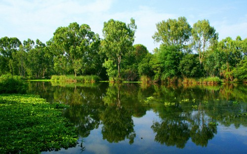 Image green trees beside river during daytime