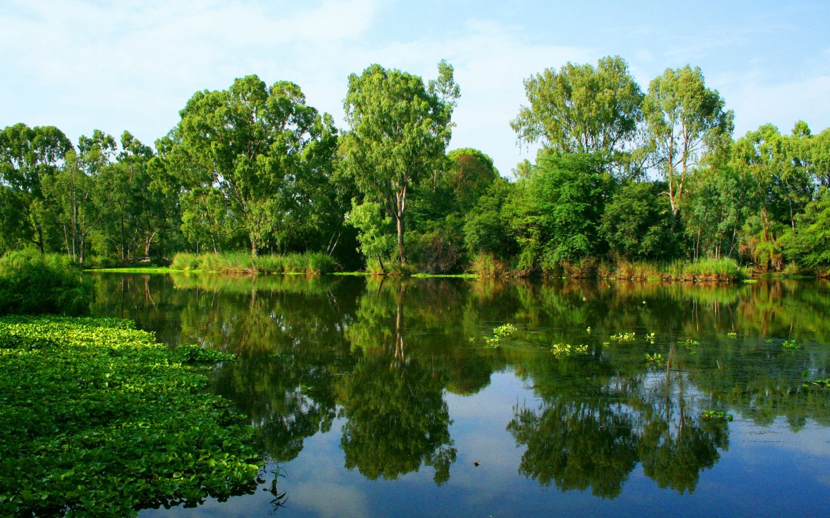 green trees beside river during daytime