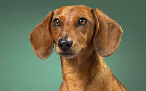 Image brown short coated dog in close up photography