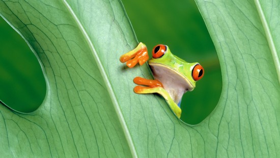 Image amphibian, frogs, red eyed tree frog, True frog, tree frogs