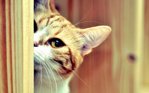 Image orange tabby cat on brown wooden wall