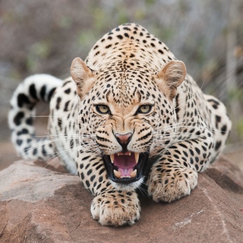 Image leopard lying on brown rock during daytime