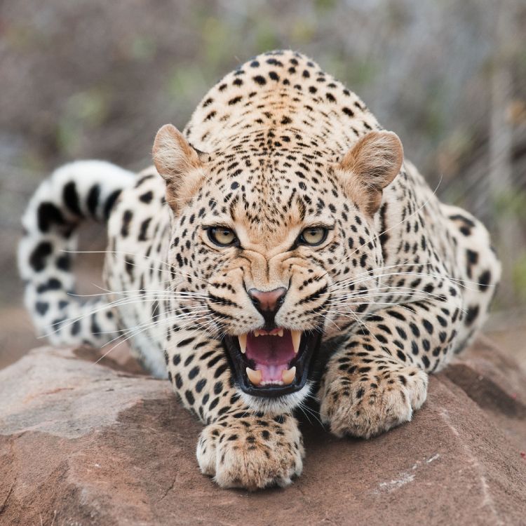 Leopardo Acostado Sobre Una Roca Marrón Durante el Día. Wallpaper in 2548x2548 Resolution