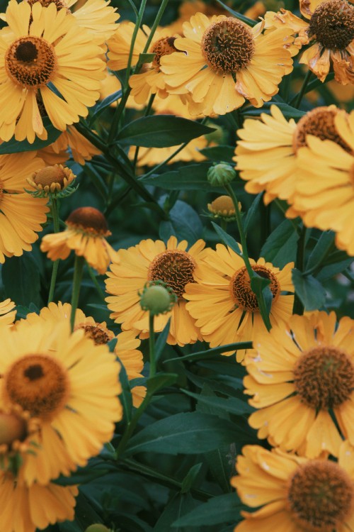 Image yellow sunflower in close up photography