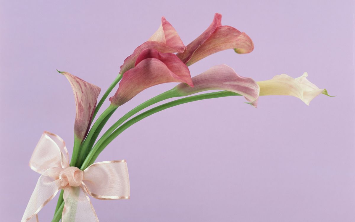 Flora, Masaya Uechi, Dämmerung, Blütenblatt, Terrestrische Pflanzen. Wallpaper in 2560x1600 Resolution