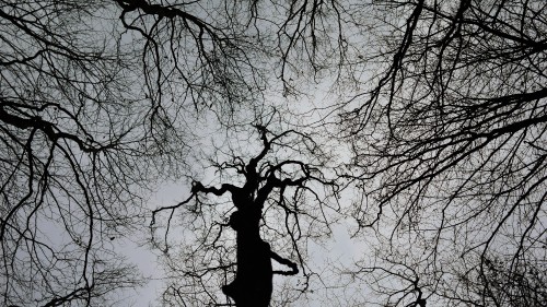 Image bare tree under white sky during daytime