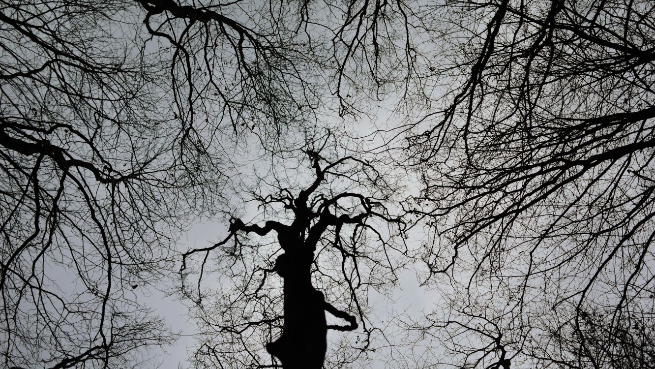 bare tree under white sky during daytime