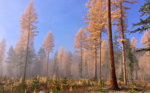 Image brown trees under blue sky during daytime