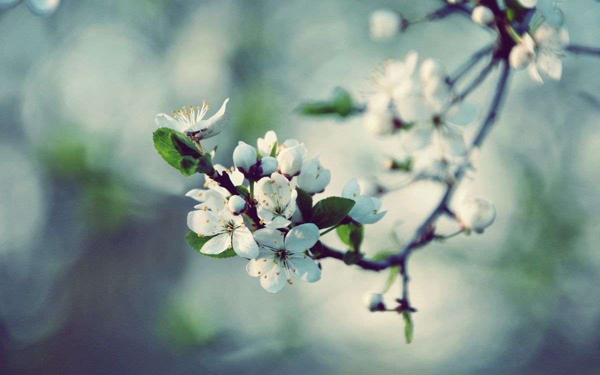 white and green flower in tilt shift lens