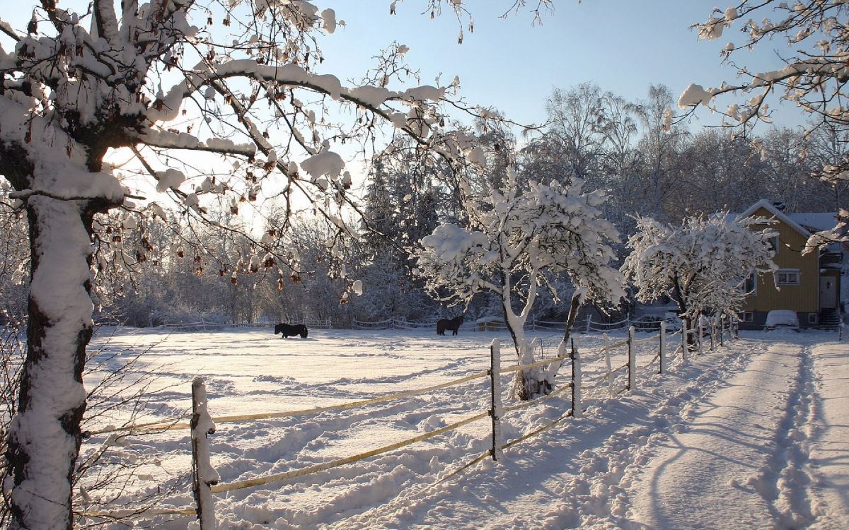 Arbres Blancs Sur Sol Couvert de Neige Pendant la Journée. Wallpaper in 2560x1600 Resolution